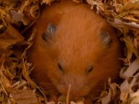 How much water should a hamster drink every day?