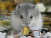 What do hamsters eat as staple food?