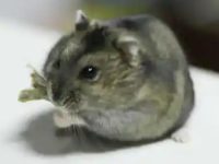 Do hamsters eat corn kernels?