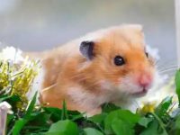 How many babies do hamsters usually have?