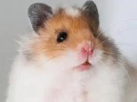 How to take care of a hamster after giving birth?