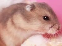 What to do if a hamster is sick?