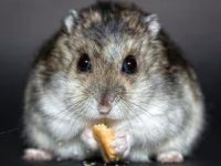 How to determine the age of a hamster?