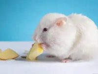 How to tell if a hamster is pregnant?