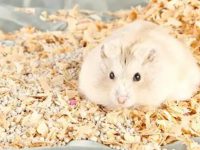 How to tell if a hamster is hungry?