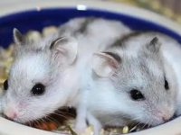 How to take care of a hamster after giving birth?