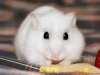 What does a hamster eat after giving birth?