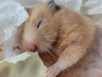 How often should a hamster be replaced with sawdust?