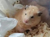 When does hamster molt?
