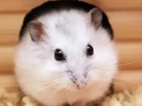 When does hamster teeth change?