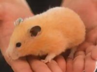 What do hamsters eat during breastfeeding?