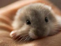 How long does it take to feed a hamster milk?