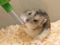 The correct way to feed hamsters water