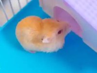 How often should a hamster be fed fruit?