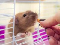 Can hamsters feed fruits without drinking water?