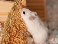 How to feed hamsters water?