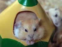 Will a hamster definitely die after being washed?