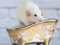 How to bathe a hamster?