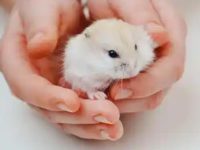 Will hamsters be sad when they change owners?