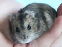 Do hamsters need to transition when changing their food?