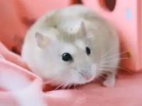 Can I still eat hamster food if it is infested with worms?