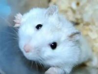 How to prepare hamster food yourself?