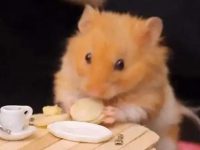 Do hamsters need to transition when changing their food?