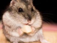 How often should a hamster be replaced with sawdust?