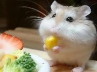 What to do if a hamster is picky about food