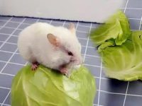 Is it okay for hamsters to only eat vegetables?