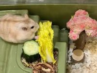 Do hamsters eat vegetable leaves?