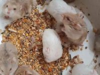 Do hamsters eat uncooked rice or cooked rice?