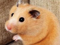 How much food is appropriate to feed a hamster?