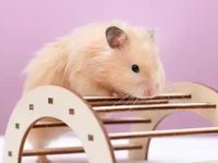 Hamster eating habits