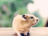 Hamster dietary taboos