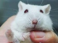 Can hamsters eat rice grains?