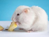 Do hamsters eat bananas?