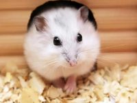 What's wrong with hamsters eating sawdust?