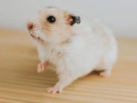 Hamster activity time