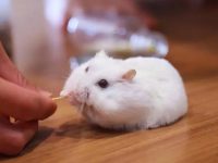 Why is the hamster less active?