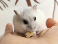 Why is the hamster getting smaller?