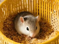 What should I do if my hamster is sick?