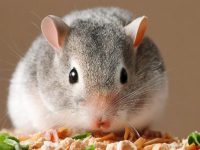 Do hamsters have plague?