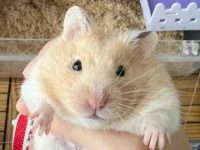 What virus does hamster spread?