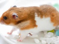 Will hamsters spread the plague?