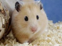 Will a hamster die from overeating if too much food is given?
