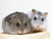 Why does the hamster hide food?