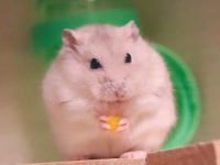 What to do with hamster hiding food?