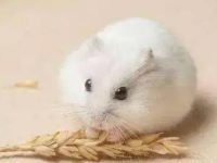 What is the hamster hiding food foreshadow?