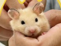 Is there a hamster infectious disease?